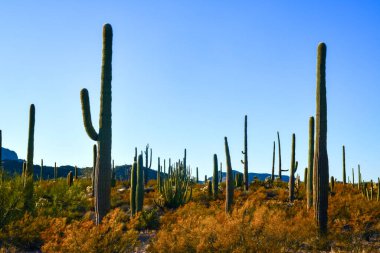 Arizona çöl manzarası, dev kaktüs Saguaro kaktüsü (Carnegiea dev çayı) mavi gökyüzüne karşı, ABD