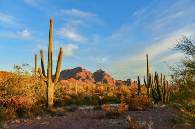 Arizona çöl manzarası, dev kaktüs Saguaro kaktüsü (Carnegiea dev çayı) mavi gökyüzüne karşı, ABD