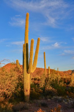 Arizona çöl manzarası, dev kaktüs Saguaro kaktüsü (Carnegiea dev çayı) mavi gökyüzüne karşı, ABD