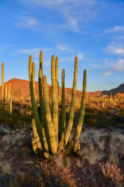 Mavi gökyüzüne karşı büyük bir kaktüs grubu (Stenocereus thurberi) ve Carnegiea gigantea. Arizona 'daki Organ Borusu Ulusal Parkı 