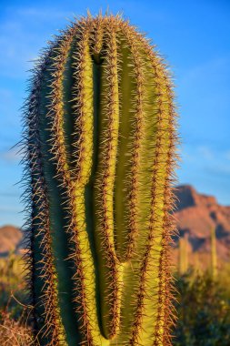 ABD 'nin Arizona çölünde mavi gökyüzüne karşı genç dev kaktüs bitkisi Saguaro kaktüsü (Carnegiea dev çayı).