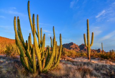 Mavi gökyüzüne karşı büyük bir kaktüs grubu (Stenocereus thurberi) ve Carnegiea gigantea. Arizona 'daki Organ Borusu Ulusal Parkı 