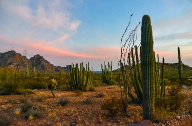Arizona çöl manzarası, dev kaktüs Saguaro kaktüsü (Carnegiea dev çayı) mavi gökyüzüne karşı, ABD