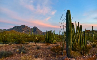 Arizona çöl manzarası, dev kaktüs Saguaro kaktüsü (Carnegiea dev çayı) mavi gökyüzüne karşı, ABD