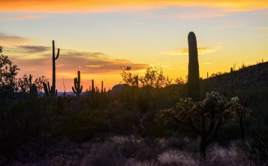Dev Saguaros (Carnegiea Gigantea), akşam üstü kırmızı bulutların arka planına karşı. Organ Borusu Kaktüsü Ulusal Anıtı, Arizona