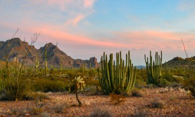 Mavi gökyüzüne karşı büyük bir kaktüs grubu (Stenocereus thurberi) ve Carnegiea gigantea. Arizona 'daki Organ Borusu Ulusal Parkı 