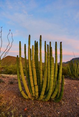 Mavi gökyüzüne karşı büyük bir kaktüs grubu (Stenocereus thurberi) ve Carnegiea gigantea. Arizona 'daki Organ Borusu Ulusal Parkı 