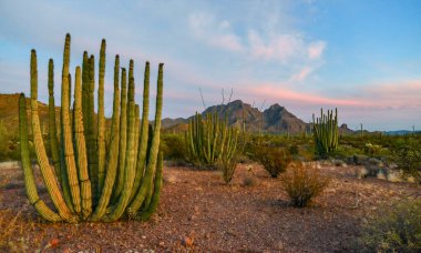 Mavi gökyüzüne karşı büyük bir kaktüs grubu (Stenocereus thurberi) ve Carnegiea gigantea. Arizona 'daki Organ Borusu Ulusal Parkı 