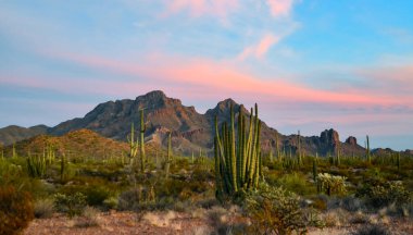 Mavi gökyüzüne karşı büyük bir kaktüs grubu (Stenocereus thurberi) ve Carnegiea gigantea. Arizona 'daki Organ Borusu Ulusal Parkı 