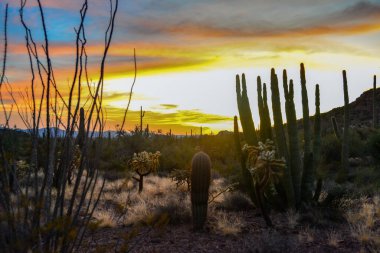 Dev Saguaros (Carnegiea Gigantea), akşam üstü kırmızı bulutların arka planına karşı. Organ Borusu Kaktüsü Ulusal Anıtı, Arizona