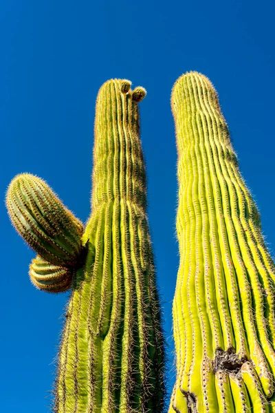 Mittlerer Schuss Riesen Kaktus Saguaro Kaktus Carnegiea Gigantea Gegen Den — Stockfoto