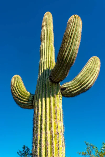 Tiro Lateral Cacto Gigante Haste Saguaro Cacto Carnegiea Gigantea Contra — Fotografia de Stock