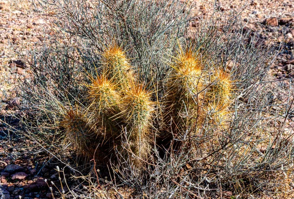 Κάκτος Σκαντζόχοιρος Του Nichol Golden Hedgehog Cactus Echinocereus Nicholi Αριζόνα — Φωτογραφία Αρχείου