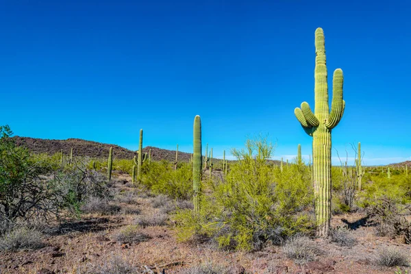 Αριζόνα Τοπίο Της Ερήμου Γίγαντας Κάκτοι Saguaro Κάκτος Carnegiea Gigantea — Φωτογραφία Αρχείου