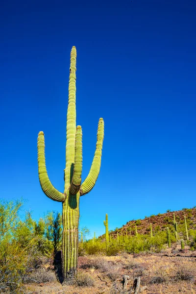 Arizona çöl manzarası, dev kaktüs Saguaro kaktüsü (Carnegiea dev çayı) mavi gökyüzüne karşı, ABD