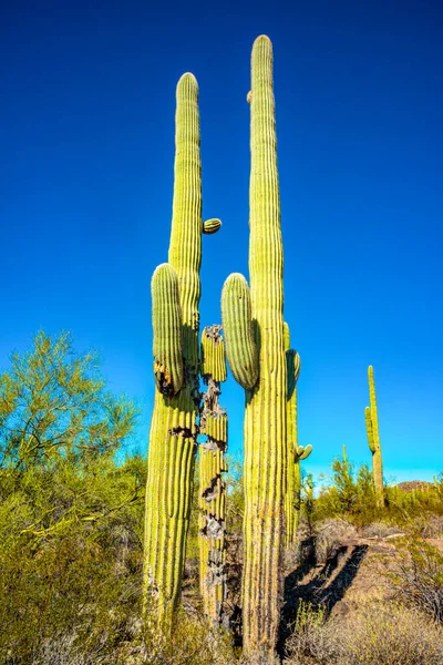 Arizona Desert Landscape Giant Cacti Saguaro Cactus Carnegiea Gigantea Blue — Stock Photo, Image