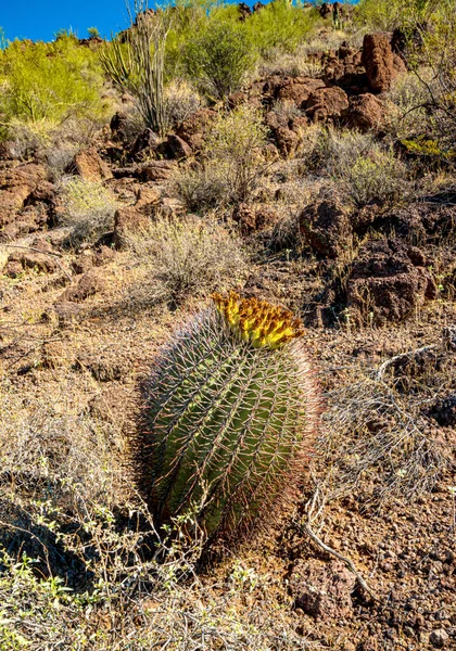 Ferocactus Wislizeni Yellow Fruits Cactus Seeds Arizona Barrel Cactus Fishhook — Stock Photo, Image