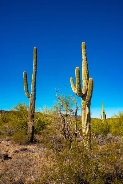 Arizona desert landscape, giant cacti Saguaro cactus (Carnegiea gigantea) against the blue sky, USA