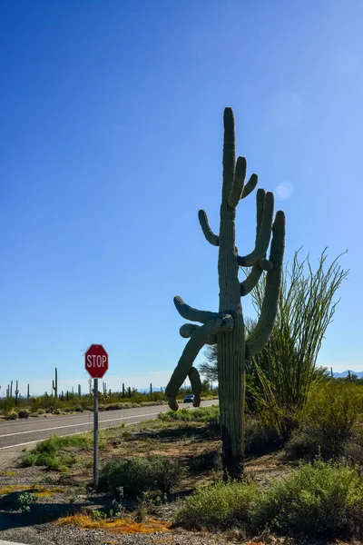 Arizona Desert Landscape Giant Cacti Saguaro Cactus Carnegiea Gigantea Blue — Stock Photo, Image