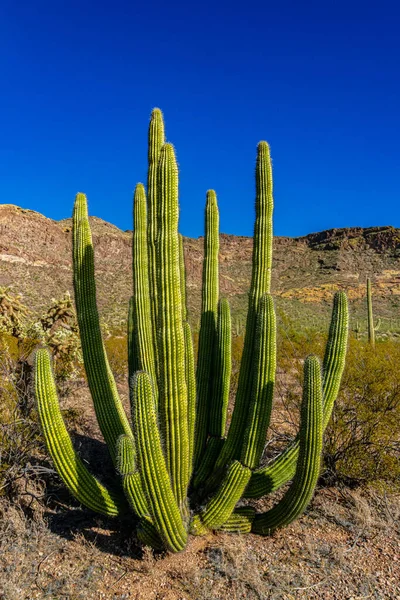 Group Large Cacti Blue Sky Stenocereus Thurberi Carnegiea Gigantea Organ — Stock Photo, Image