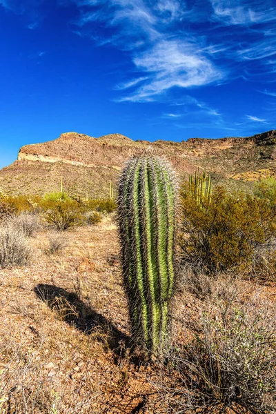 Young Giant Cactus Plant Saguaro Cactus Carnegiea Gigantea Blue Sky — Stock Photo, Image