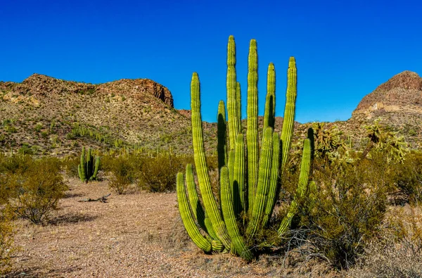 Group Large Cacti Blue Sky Stenocereus Thurberi Carnegiea Gigantea Organ — Stock Photo, Image
