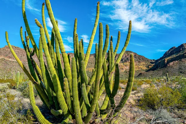 Arizona Group Large Cacti Blue Sky Stenocereus Thurberi Carnegiea Gigantea — Stock Photo, Image