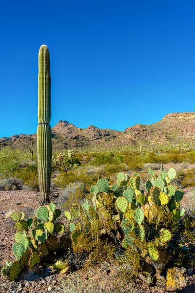 Desert Landscape Cacti Opuntia Carnegiea Gigantea Organ Pipe Cactus National — Stock Photo, Image