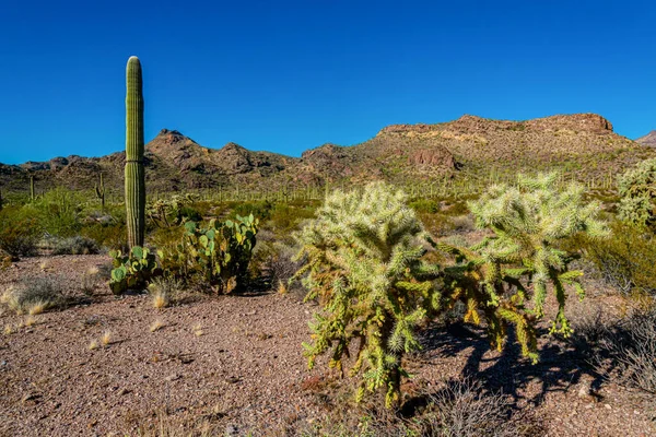 Kaktüslü çöl manzarası, ön planda kaktüs tohumlu meyveler, sillindropuntia sp. Arizona 'daki bir Organ Borusu Kaktüs Ulusal Anıtı' nda.