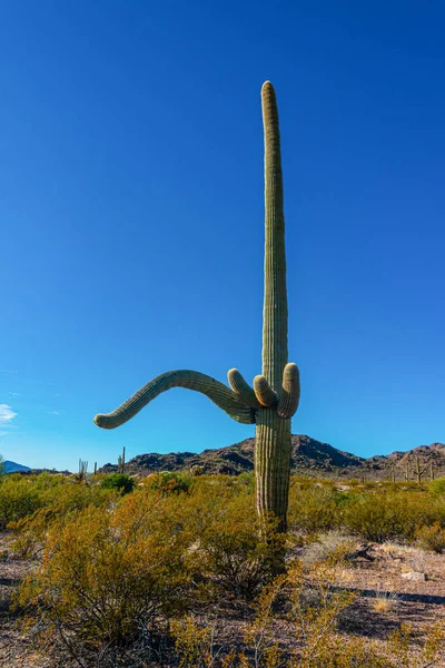 Arizona Cacto Gigante Saguaro Cacto Carnegiea Gigantea Contra Céu Azul — Fotografia de Stock