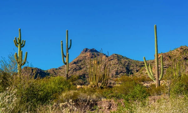 Desert Landscape Cacti Foreground Fruits Cactus Seeds Cylindropuntia Organ Pipe — Stock Photo, Image