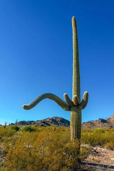 Arizona Riesen Kaktus Saguaro Kaktus Carnegiea Gigantea Gegen Den Blauen — Stockfoto