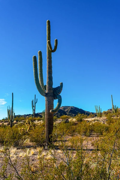 Arizona Cactus Gigantes Saguaro Cactus Carnegiea Gigantea Contra Cielo Azul —  Fotos de Stock