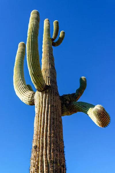 Tiro Médio Cacto Gigante Saguaro Cacto Carnegiea Gigantea Contra Céu — Fotografia de Stock