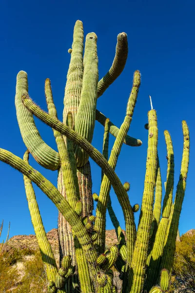 Arizona Grupo Grandes Cactos Contra Céu Azul Stenocereus Thurberi Carnegiea — Fotografia de Stock