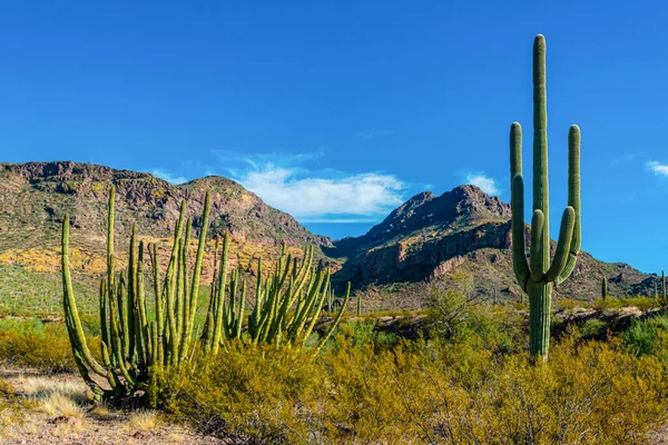 Organ Pipe National Park Group Large Cacti Blue Sky Stenocereus — Stock Photo, Image