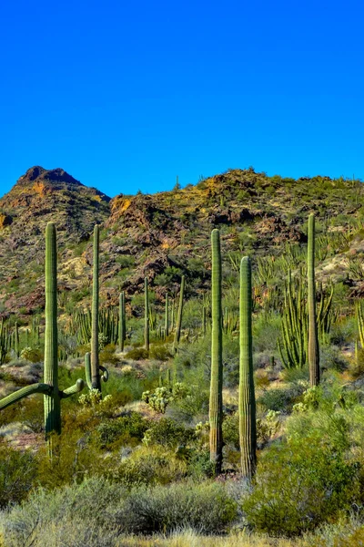 Desert Landscape Cacti Foreground Fruits Cactus Seeds Cylindropuntia Organ Pipe — Stock Photo, Image