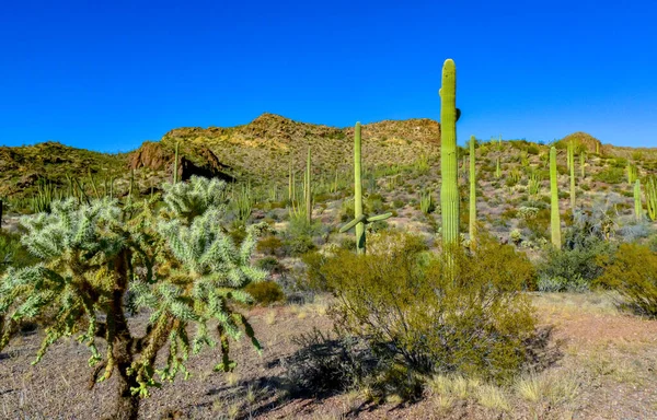 Desert Landscape Cacti Foreground Fruits Cactus Seeds Cylindropuntia Organ Pipe — Stock Photo, Image