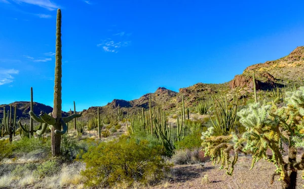 Desert Landscape Cacti Foreground Fruits Cactus Seeds Cylindropuntia Organ Pipe — Stock Photo, Image