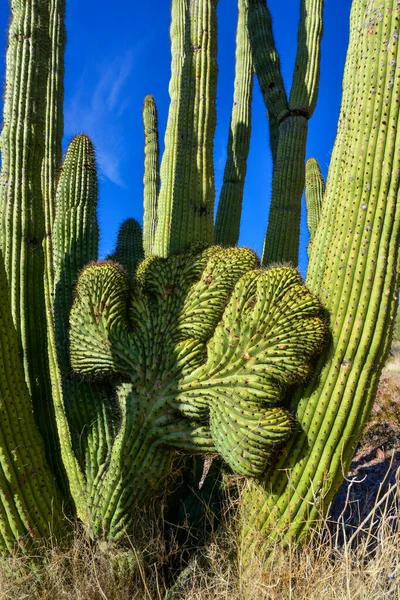Cristate Forme Trois Saguaros Géants Carnegiea Gigantea Canyon Hewitt Près — Photo