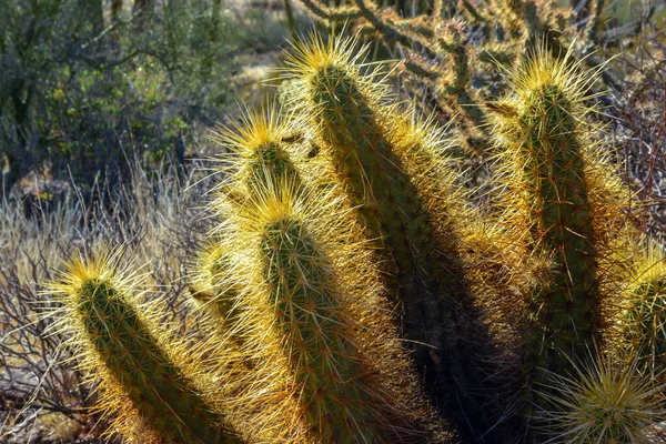 Кактус Їжака Ніколя Золотий Їжак Кактус Echinocereus Nichoi Ландшафт Пустелі — стокове фото
