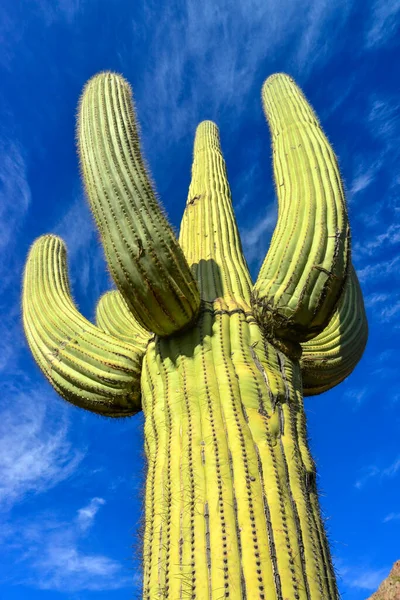 Riesen Kaktus Saguaro Kaktus Carnegiea Gigantea Arizona Usa — Stockfoto