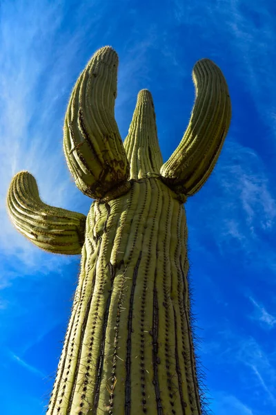 Riesiger Kaktus Saguaro Kaktus Carnegiea Gigantea Vor Blauem Himmel Und — Stockfoto