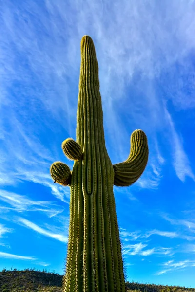 美国亚利桑那州 巨大的仙人掌Saguaro仙人掌在蓝天和蓝云的映衬下 — 图库照片