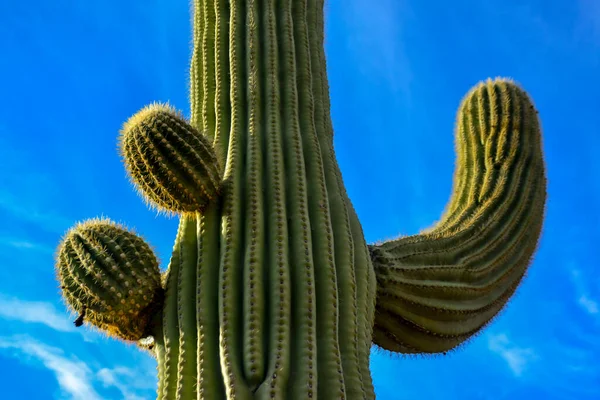 美国亚利桑那州蓝天下 中等枪弹 巨大的仙人掌Saguaro仙人掌 — 图库照片