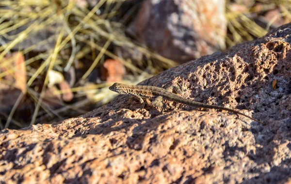 Lagarto Deserto Arbustos Cactos Arizona — Fotografia de Stock