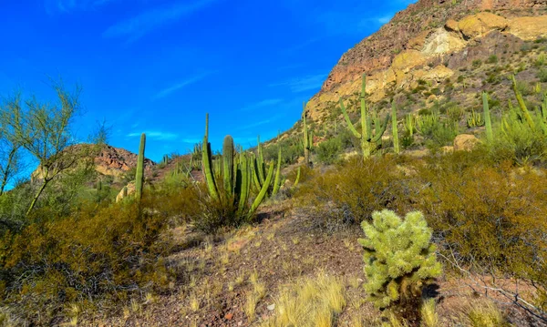 Paysage Désertique Avec Des Cactus Premier Plan Des Fruits Avec — Photo