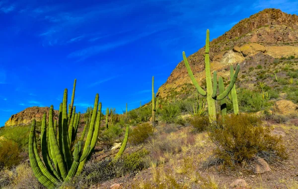 Organ Pipe National Park Group Large Cacti Blue Sky Stenocereus — Stock Photo, Image