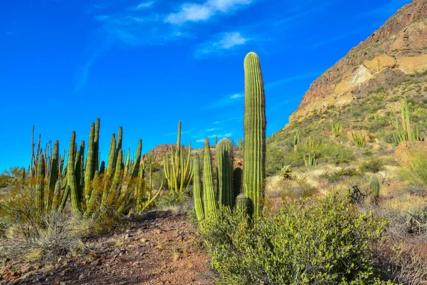 Arizona Organ Pipe National Park Group Large Cacti Blue Sky — Stock Photo, Image