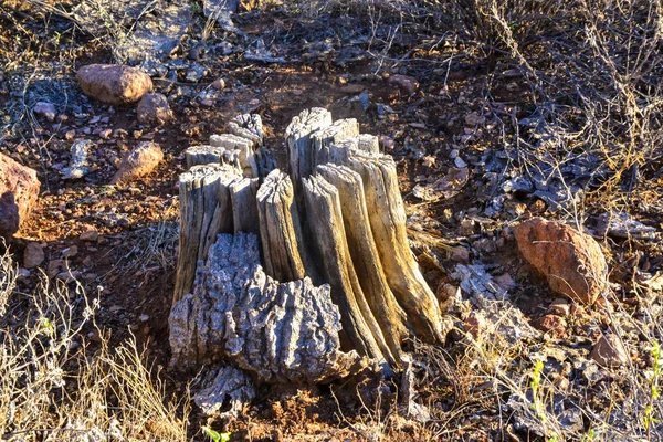 Arizona Dead Cactus Wood Giant Saguaros Carnegiea Gigantea Organ Pipe — Fotografia de Stock